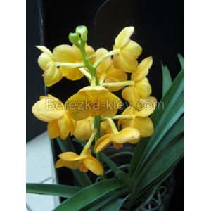 Орхидея Ванда желтая (лимонная) 50см.